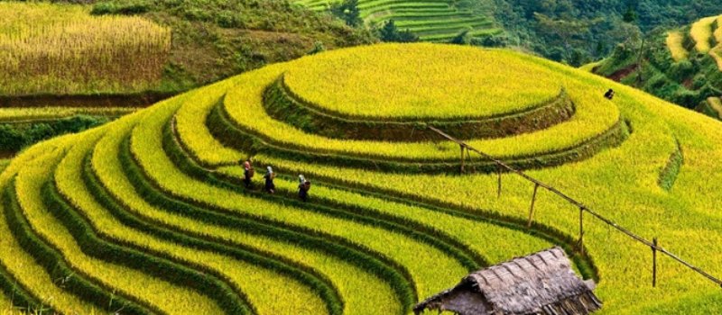 4 choses que vous allez adorer à propos de Mu Cang Chai | Voyage au Vietnam