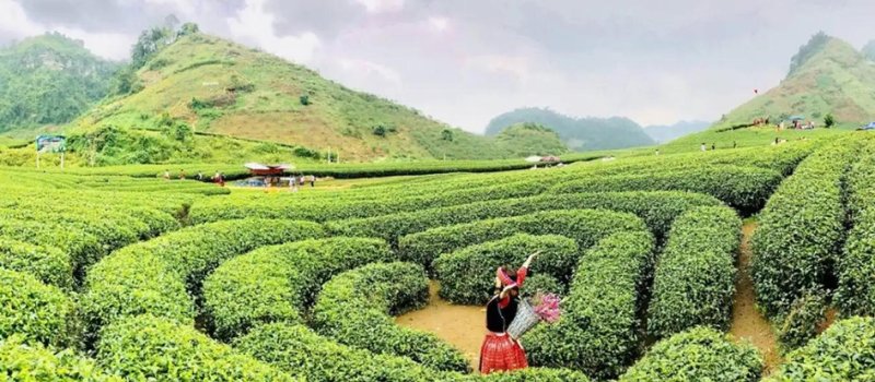 Quelle est la meilleure période pour visiter Moc Chau, voyage au Vietnam?