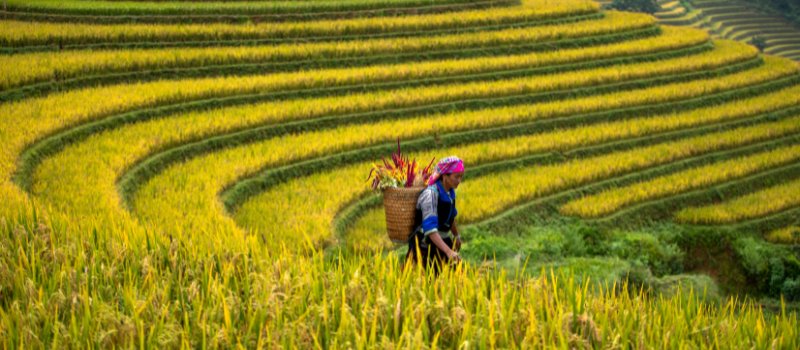 rizieres-en-terrasses-au-vietnam