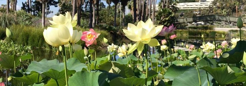 Le Festival Lotus au Sud