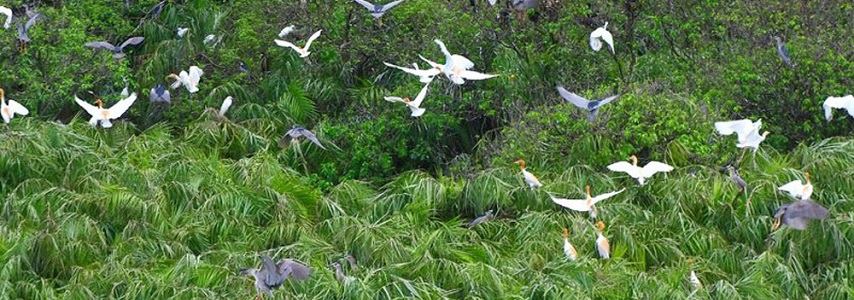 Le sanctuaire d'oiseaux de Ngoc Hien