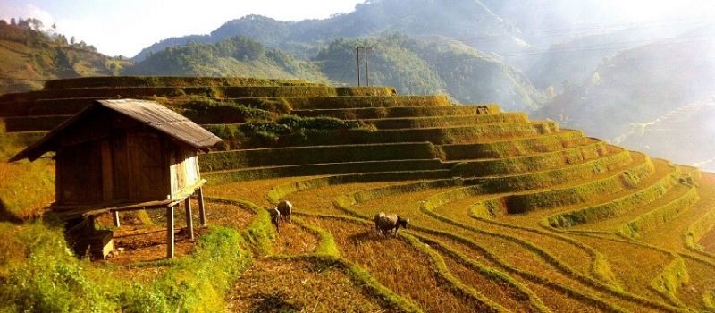 Rizières en terrasse de Mu Cang Chai