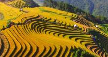 L’agriculture au Vietnam