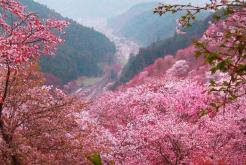 Voyage au Vietnam au printemps: Admirez les fleurs en plein essor