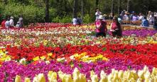 Jardin des fleurs de Da Lat