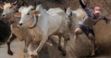 La course de boeufs des Khmers