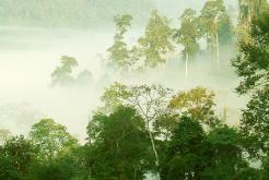 La grotte et la forêt Xuan Son