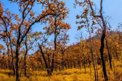 Le parc national de YokDon