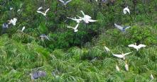 Le sanctuaire d'oiseaux de Ngoc Hien