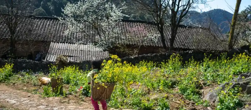 Voyage à Ha Giang et découverte du plateau de Dong Van