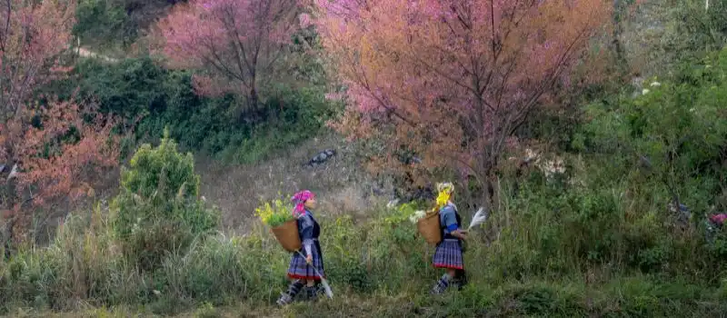 Budget voyage à Sapa: Prix, conseils et avantages d'un circuit privé agence de voyage locale