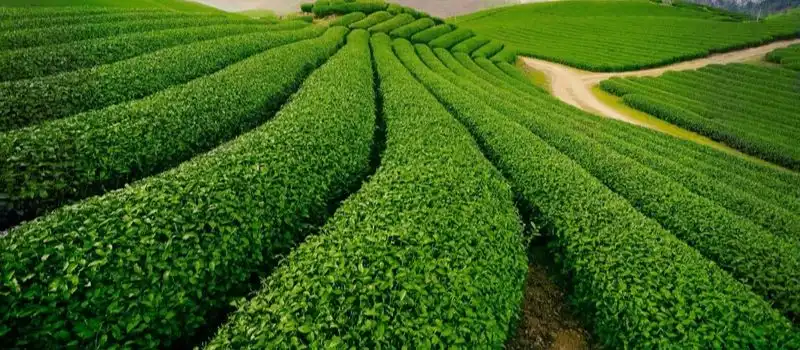 Colline de thé Dong Giang Colline de thé Dong Giang