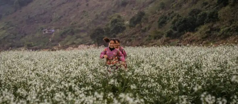 Des enfants jouent dans les champs de fleurs de Moc Chau Des enfants jouent dans les champs de fleurs de Moc Chau