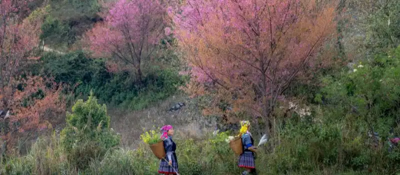 Des femmes ethniques portant des fleurs à travers les fleurs Sapa Des femmes ethniques portant des fleurs à travers les fleurs Sapa