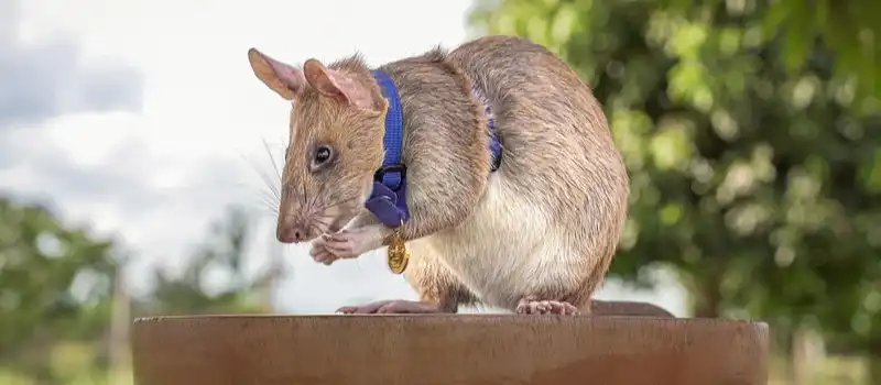 HeroRats HeroRats