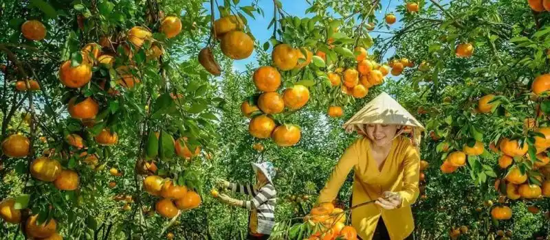 Cueillir des fruits dans le delta du Mékong