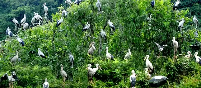 Jardin des oiseaux de Thung Nham Jardin des oiseaux de Thung Nham