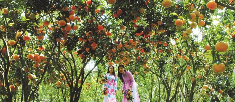 Jardin fruitier dans le delta du Mékong Jardin fruitier dans le delta du Mékong