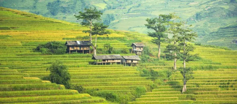 Paysage des rizières de Sapa