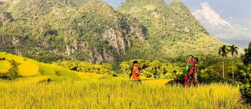 Réserve naturelle de Pu Luong, Vietnam