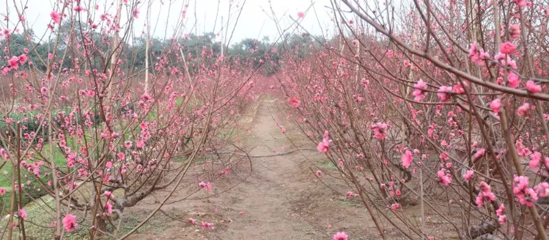 Jardin de Nhat Tan Jardin de Nhat Tan