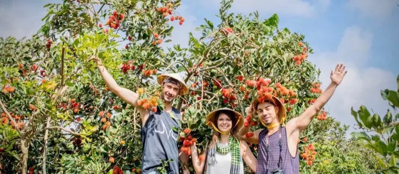 Dégustez les fruits tropicaux frais dans le verger