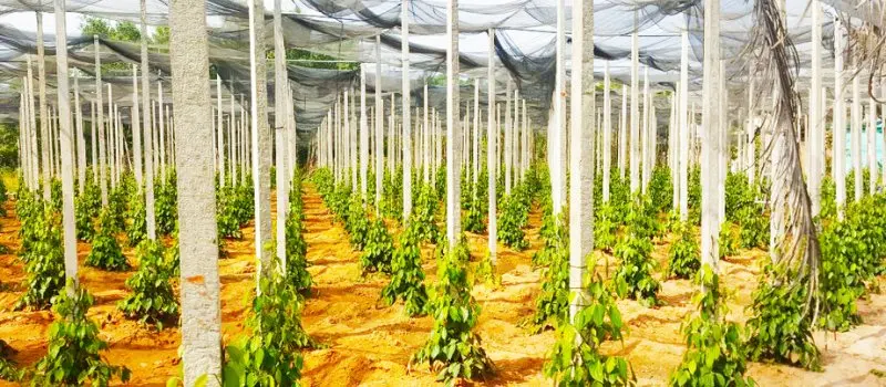 Visite des fermes de poivre et de café