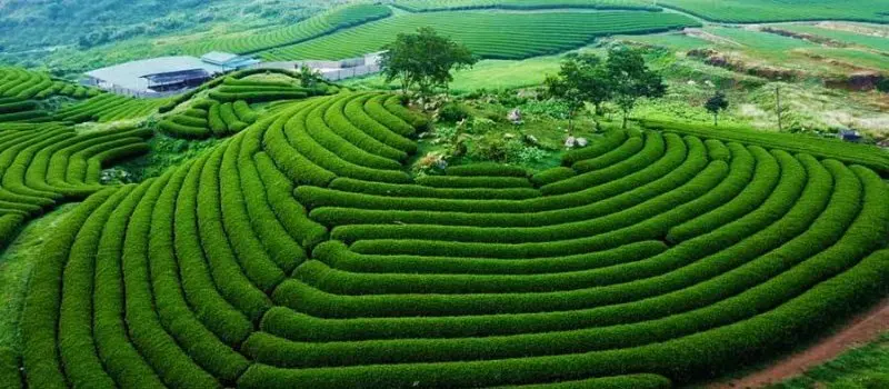 Voyage au Vietnam hors des sentiers battus à la découverte de Moc Chau Voyage au Vietnam hors des sentiers battus à la découverte de Moc Chau