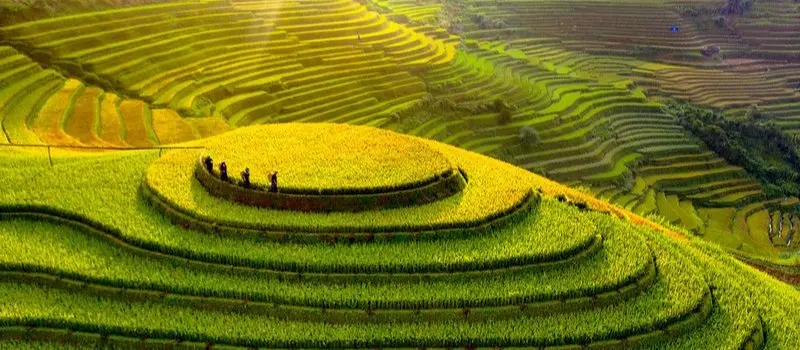 Rizières en terrasses à Mu Cang Chai