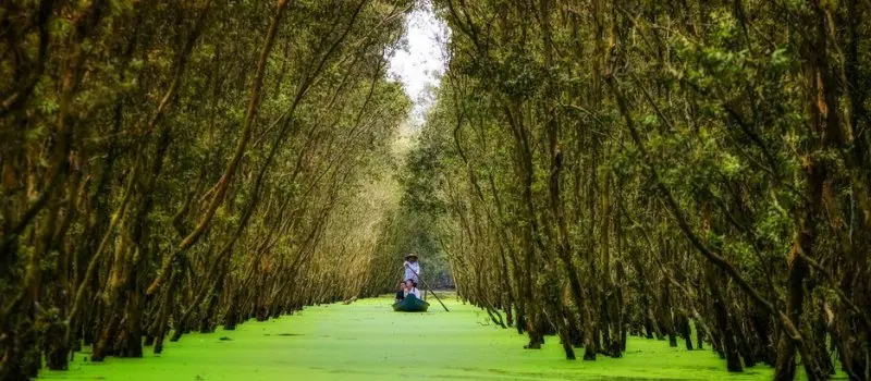 Forêt de cajeput de Tra Su, Chau Doc Forêt de cajeput de Tra Su, Chau Doc