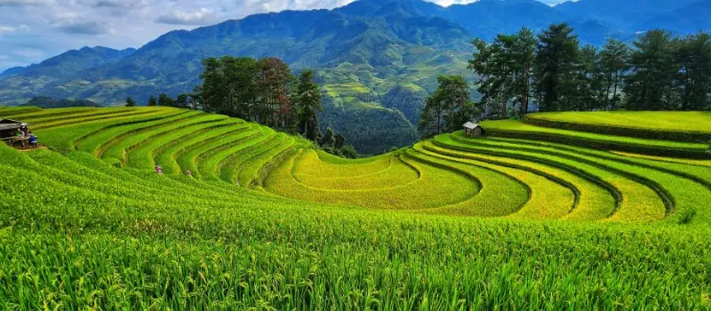 Beauté naturelle de Mu Cang Chai Beauté naturelle de Mu Cang Chai