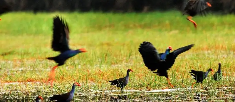 Écosystème menacé dans le delta du Mékong Écosystème menacé dans le delta du Mékong