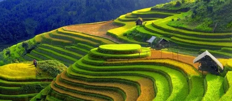 Les rizières en terrasses - Une merveille naturelle à Mu Cang Chai Les rizières en terrasses - Une merveille naturelle à Mu Cang Chai