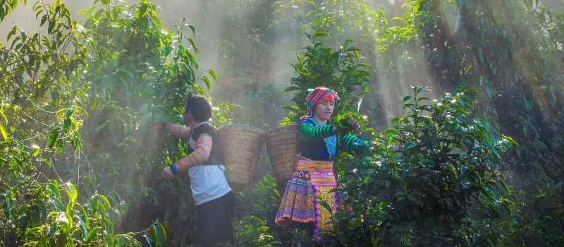 Itinéraire Vietnam 10 jours pour les voyageurs aventure Itinéraire Vietnam 10 jours pour les voyageurs aventure