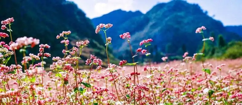 La meilleure période pour voyage au Vietnam La meilleure période pour voyage au Vietnam