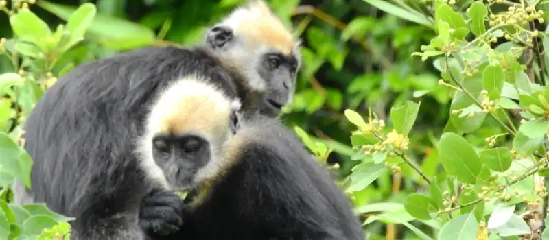 Langur à tête blanche au Vietnam Langur à tête blanche au Vietnam