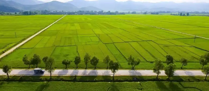 Le champ de Muong Thanh Dien Bien Le champ de Muong Thanh Dien Bien