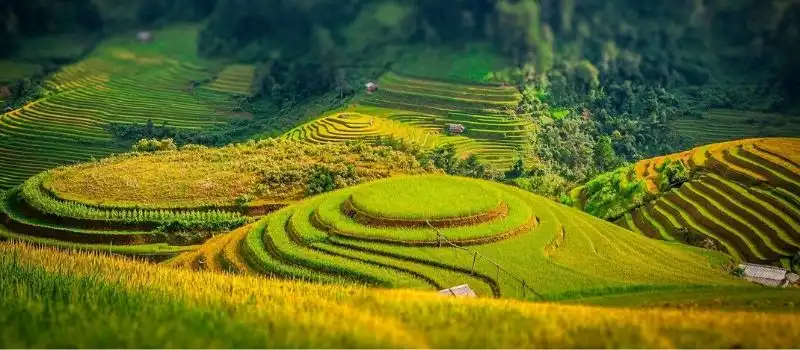 Les rizières en terrasse à Sapa