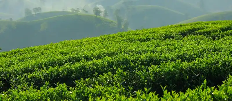 Magnifiques paysages naturels Moc Chau Magnifiques paysages naturels Moc Chau