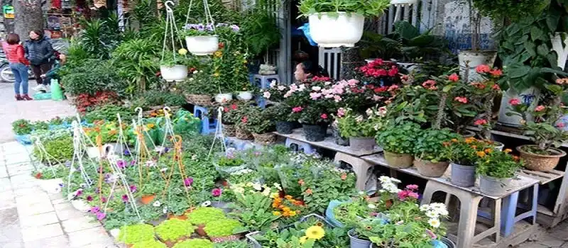 Marché aux fleurs de Buoi