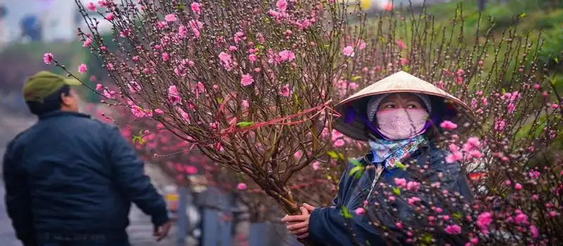 Marché aux fleurs de pêcher de Lac Long Quân