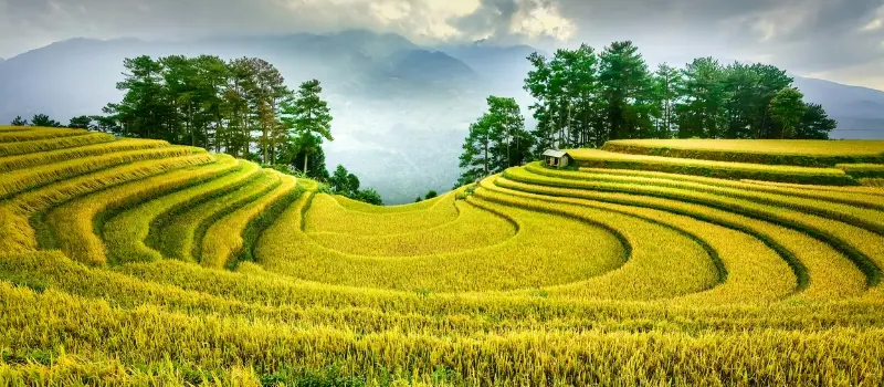 Mu Cang Chai Mu Cang Chai