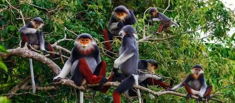 Parc national de Cuc Phuong Vietnam