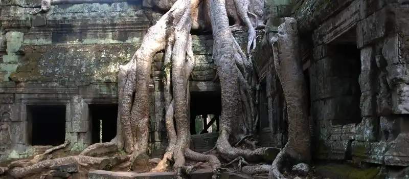 Temple Ta Prohm Cambodge Temple Ta Prohm Cambodge