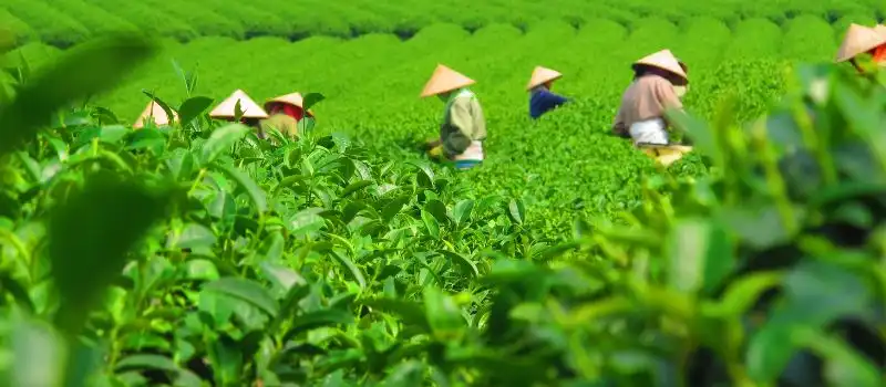 Thé Vietnam Thé Vietnam