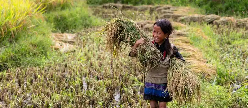 Un enfant joyeux récoltant du riz à Sapa Vietnam Un enfant joyeux récoltant du riz à Sapa Vietnam