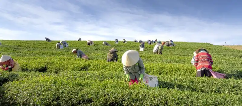 Vivre un voyage Vietnam sur mesure, authentique et hors des sentiers battus Vivre un voyage Vietnam sur mesure, authentique et hors des sentiers battus
