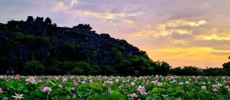 Voyage à Ninh Binh en juillet Voyage à Ninh Binh en juillet