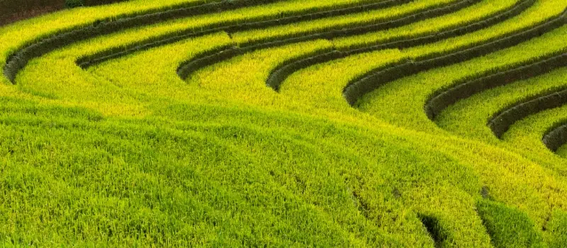 Voyage nature au Vietnam: rizières en terrasse et montagnes brumeuses du Nord Voyage nature au Vietnam: rizières en terrasse et montagnes brumeuses du Nord